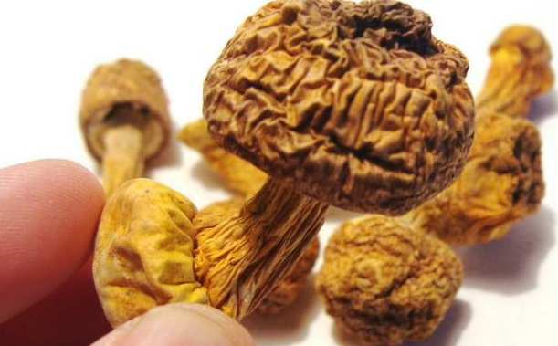 巴西菇、姬松茸烘干機-怎樣烘干色澤好且菇體褶片完整？