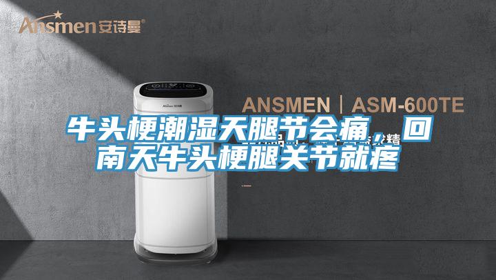 牛頭梗潮濕天腿節會痛，回南天牛頭梗腿關節就疼