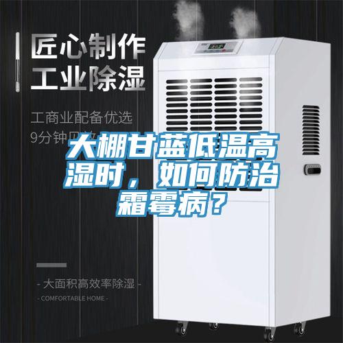 大棚甘藍低溫高濕時，如何防治霜霉??？