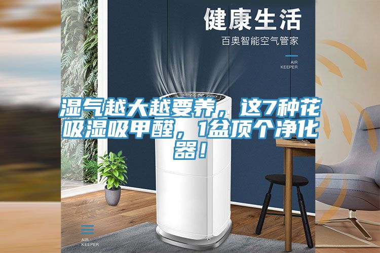 濕氣越大越要養(yǎng)，這7種花吸濕吸甲醛，1盆頂個凈化器！