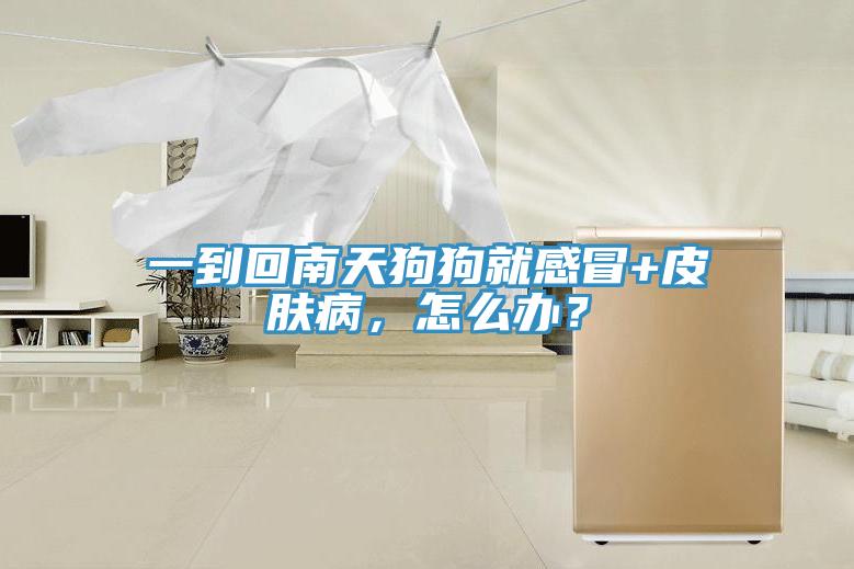 一到回南天狗狗就感冒+皮膚病，怎么辦？
